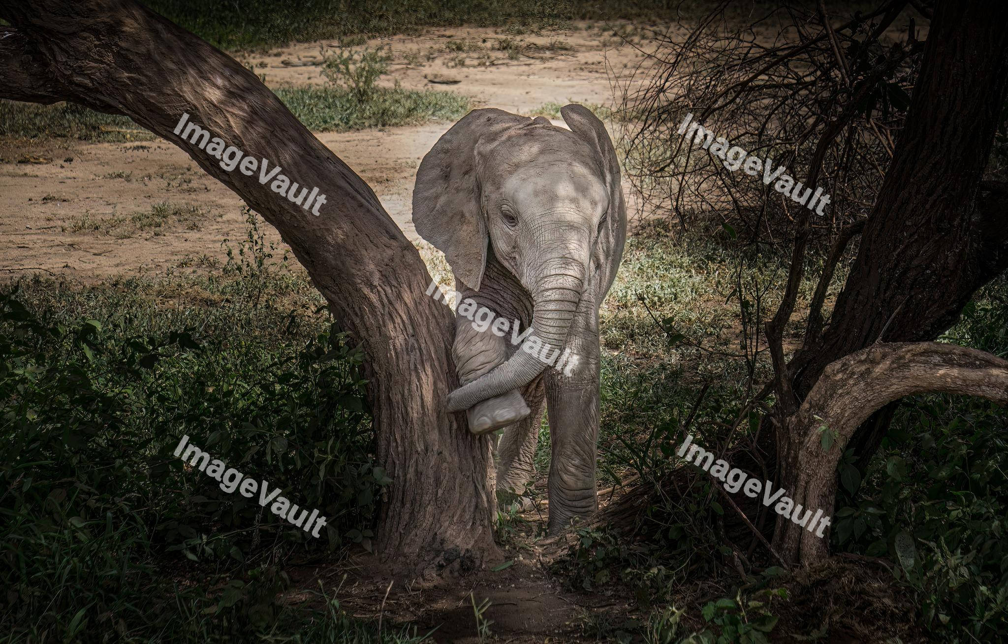 A baby elephant licking its feet